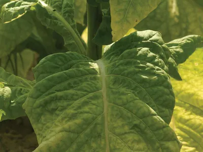 tobacco plants